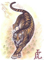 Shaolin- Tiger