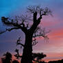 Baobab sunset