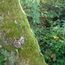 Mossy Tree