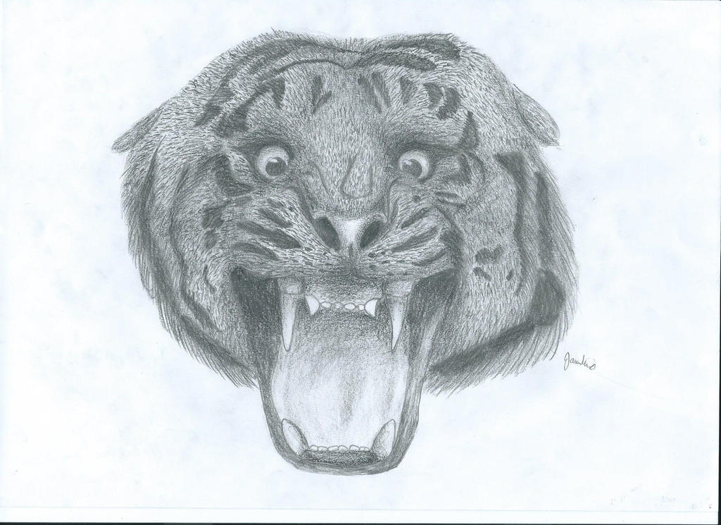 tiger - realistic drawing