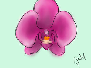 15min orchid