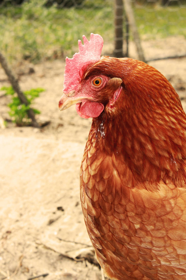 COT COT CODET by Lunatik-tak-tik on DeviantArt