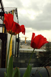Entre deux tulipes