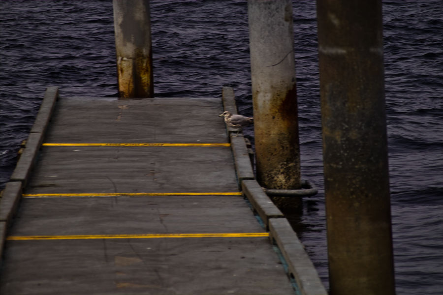 The Floating Dock by pteronychus on DeviantArt