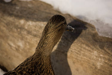 Duck From Behind