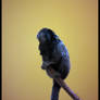 Black-tufted marmoset