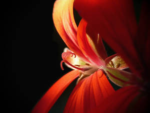 Red flower