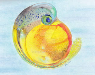Fish Fetus
