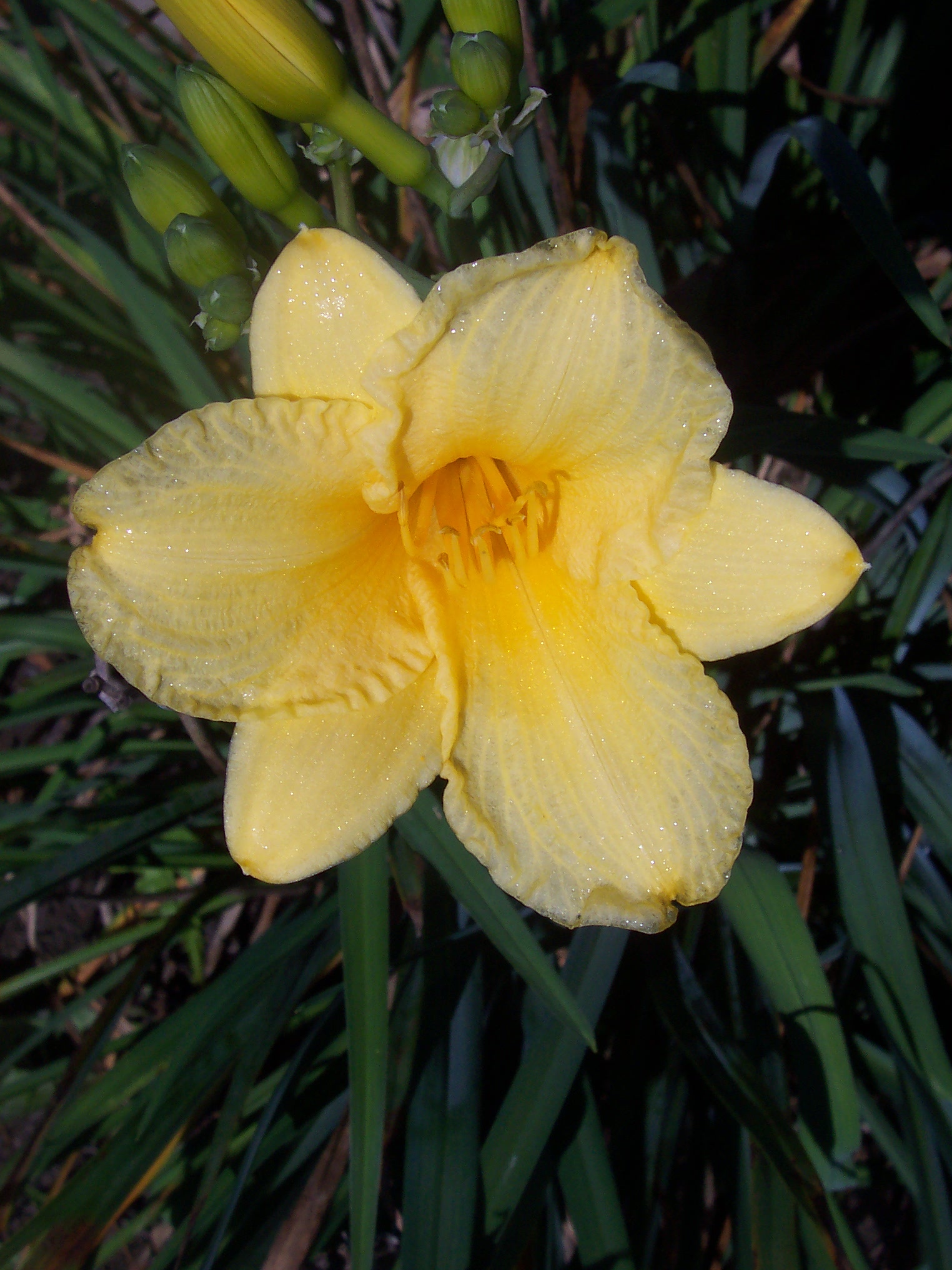 Yellow Flower