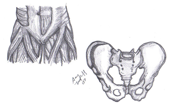 The Pelvis Anatomy Area Drawin