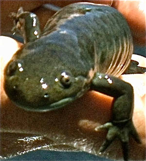 Glistening little salamander