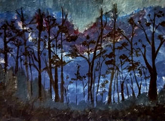 forest at night