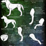 .Stylized Wolf Anatomy Guide.