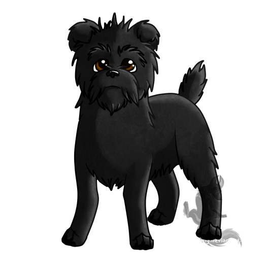 Affenpinscher