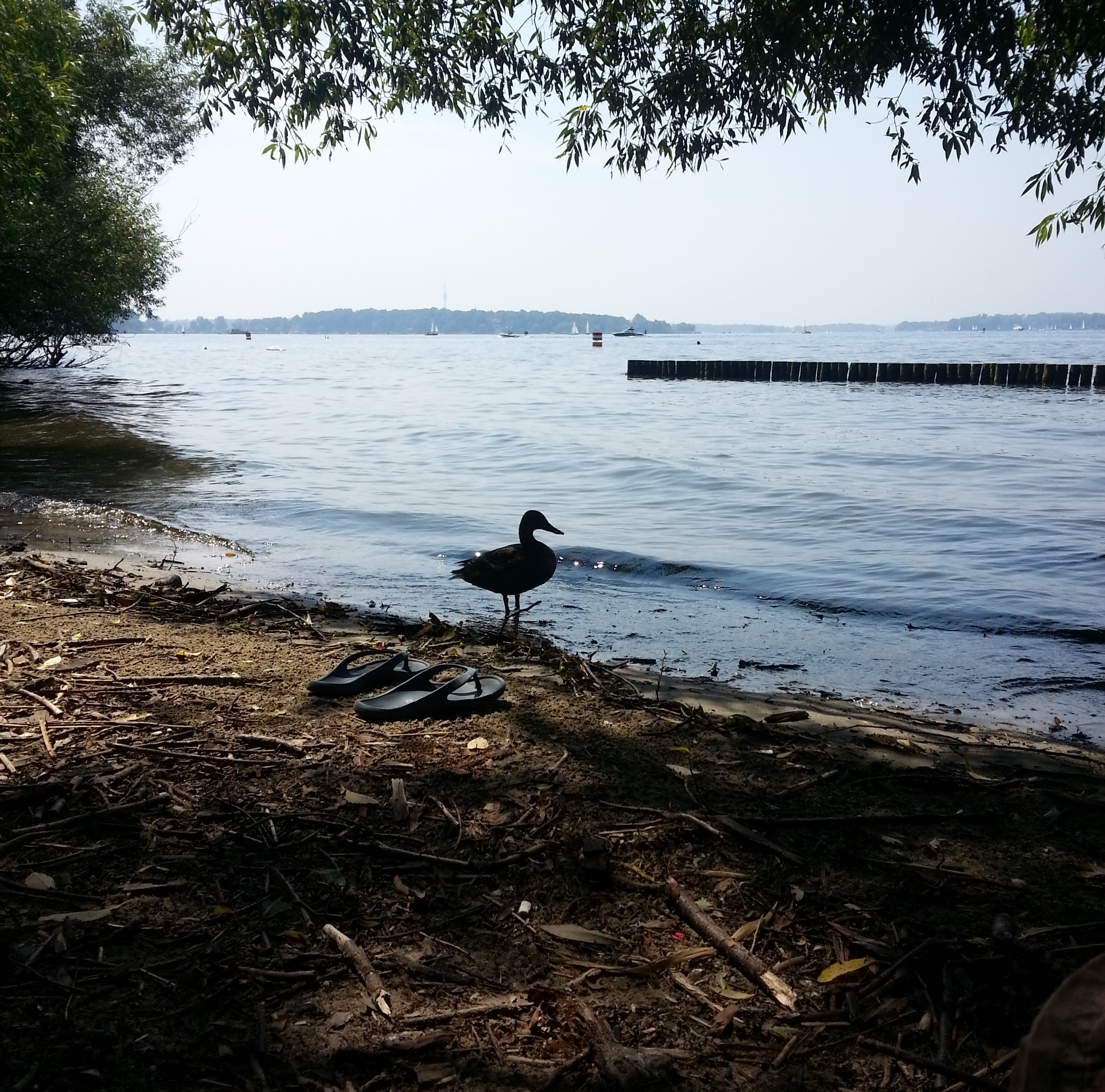 Duck