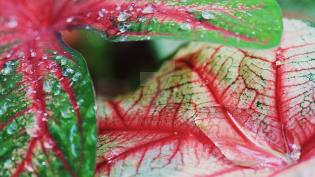 rain down on bright leaves