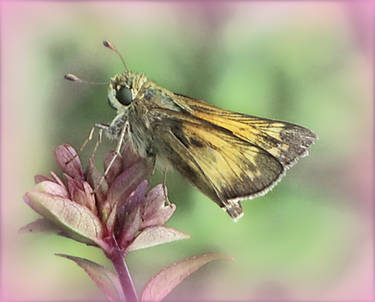 Resting Skipper