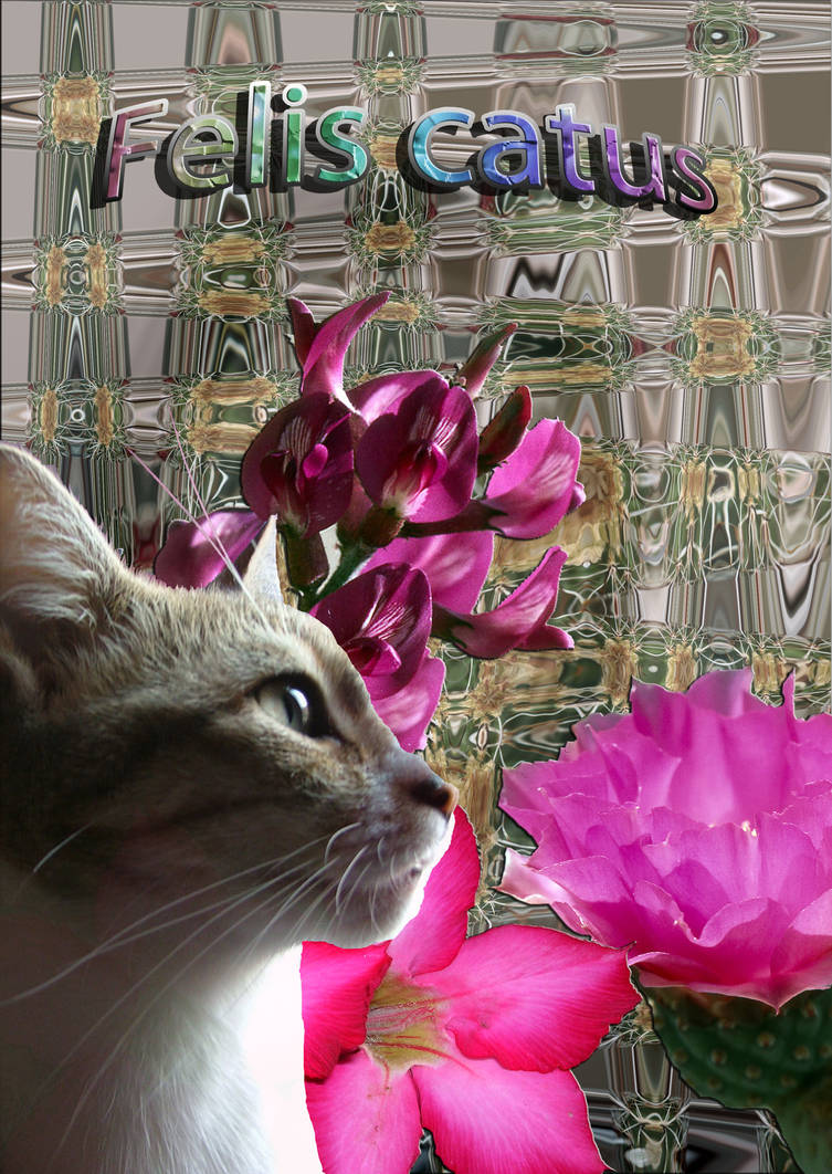 Cat Collage by jreidsma on DeviantArt