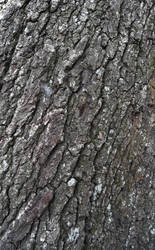 Tree Bark 1