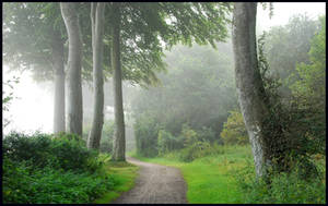 Sea-fog at the beech-trees