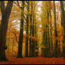 Under the autumn beeches