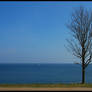The tree and the sea
