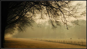 An early-morning walker