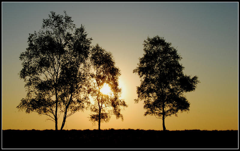 Early-morning birch-trees