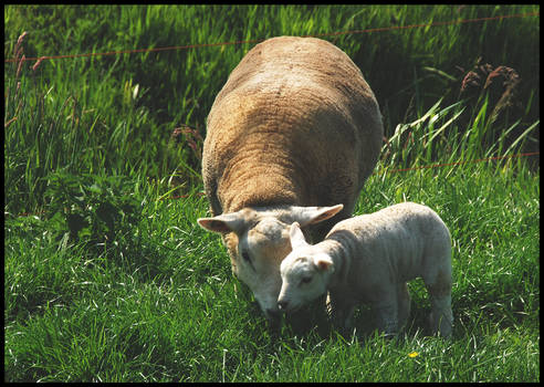 On its first day on the meadow