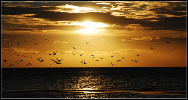 Early morning gulls