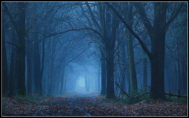 In the blue forest by jchanders