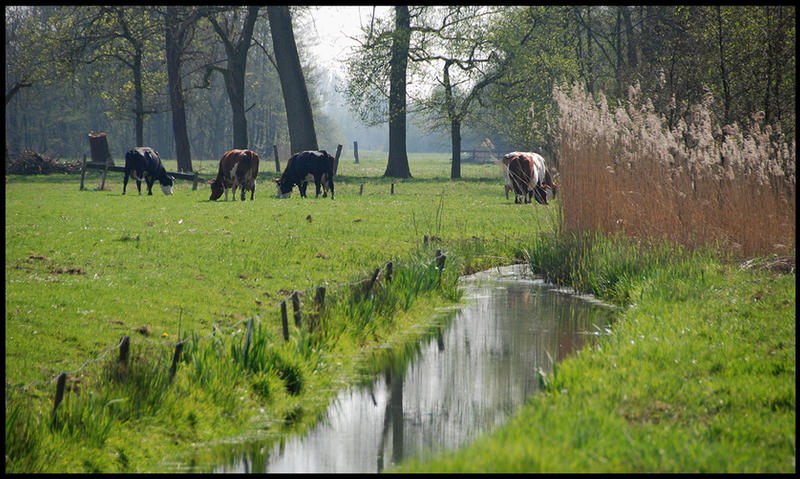 Spring cows at Loosdrecht