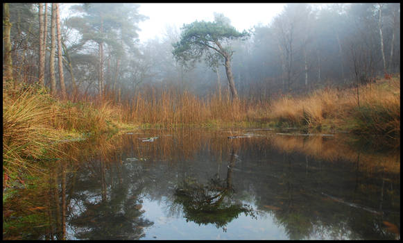 A pond in December