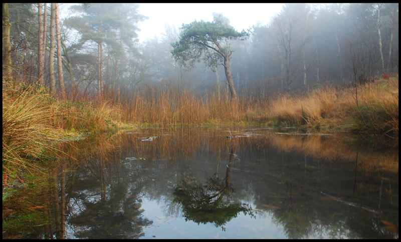 A pond in December