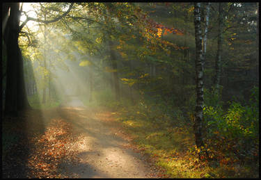 Autumnal morning forest tour