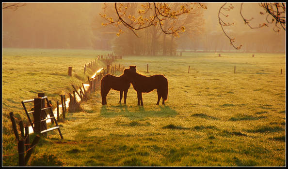 Two early-morning horses