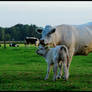 Keeping close to Mum