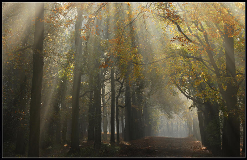 A lightful autumnal lane