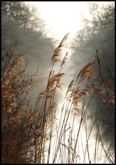 Reeds at the canal by jchanders on DeviantArt