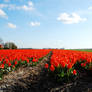 It is tulip time again in NL