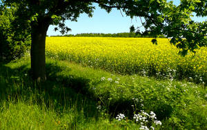 At the rape field