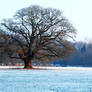 Old oak-tree and sheep