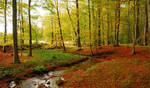 A little creek in the autumnal forest by jchanders