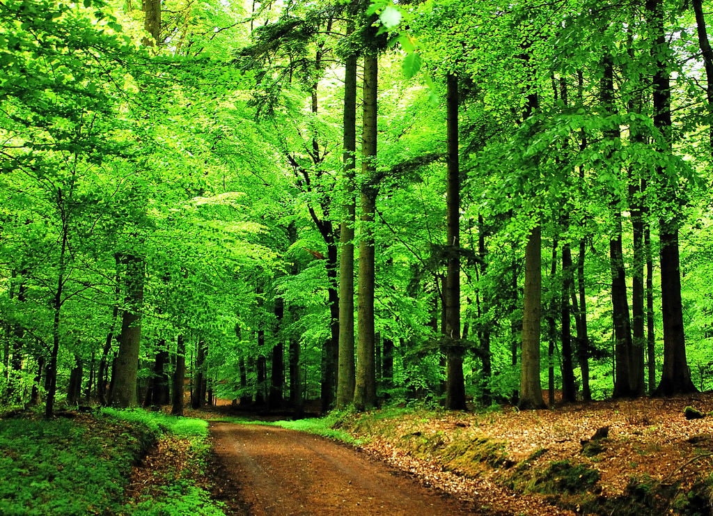 Walk In Spring Forest Walking in the spring forest by jchanders on DeviantArt