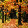 Walking under golden leaves