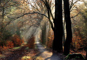 Cycling on the path of dreams