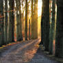 Cycling towards the morning sun