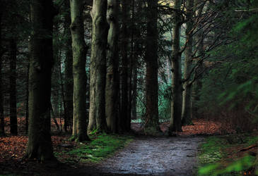 Early-morning walk under high trees