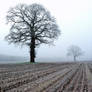 Old trees in the winter field