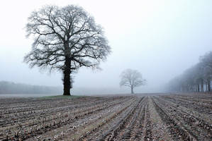 Old trees in the winter field